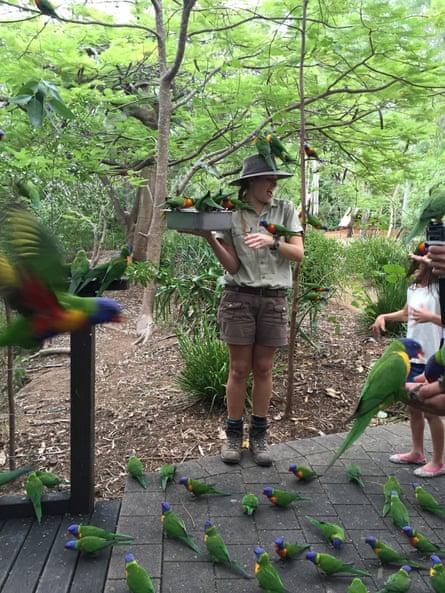 Lorikeets at Bungalow Bay resort