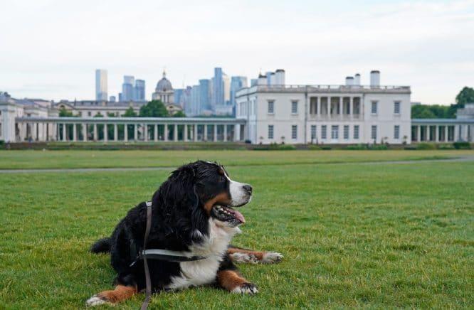 A Bernese mountain dog enjoying a rest after a dog walk in London, England